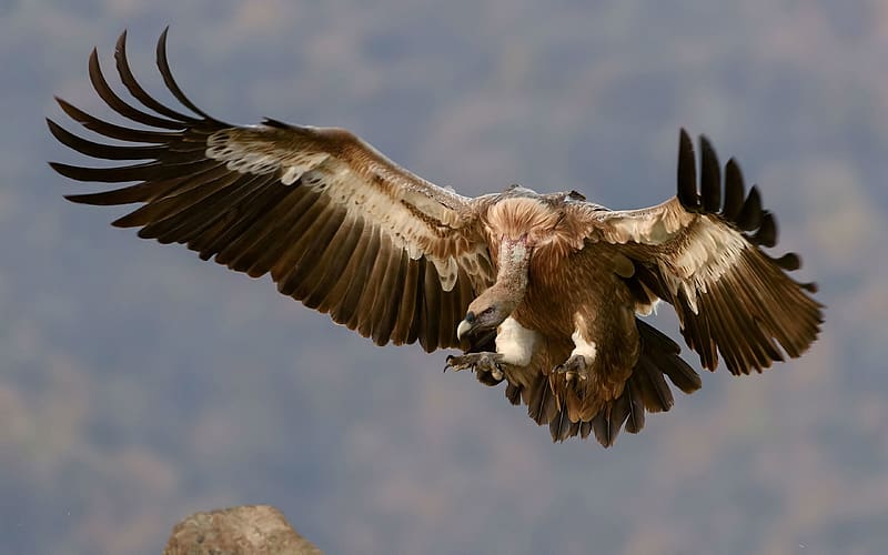 Birds, Bird, Vulture, Animal, Wings, Flying, Griffon Vulture, HD wallpaper