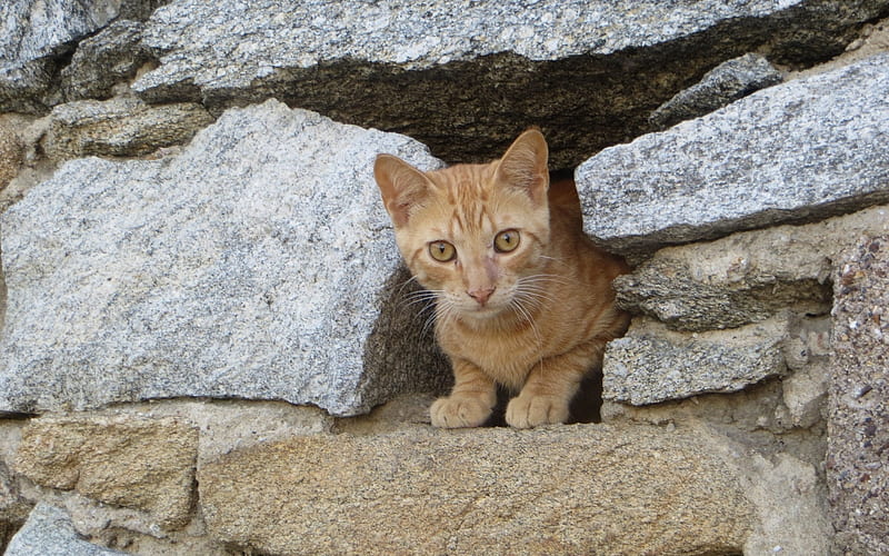 Cat in Greece, rocks, Greece, cat, animal, HD wallpaper