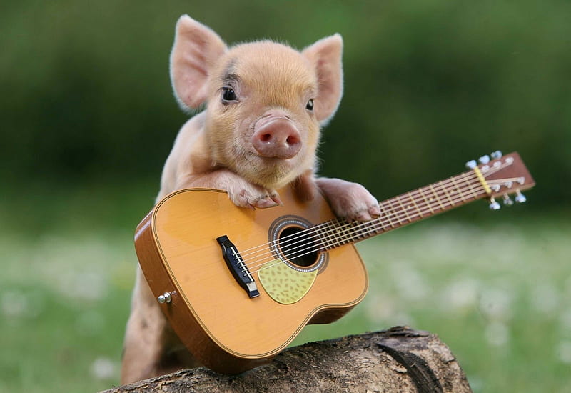 Cute Singing Pig in Cowboy Fashion, Strings, Funny, Pig, Log, Small, Guitar, Balancing, Grass, Cute, Guitar Playing, Flowers, HD wallpaper