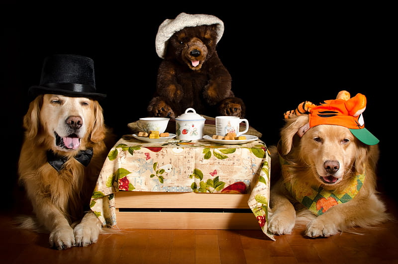 Tea time!, time, teddy, toy, caine, bear, black, tea, golden retriever, animal, hat, couple, dog, HD wallpaper