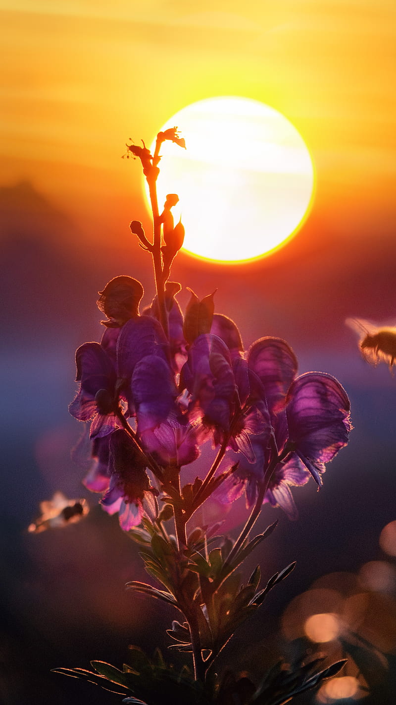 Bee on Flowers , sun, sunlight, sun rays, nature, HD phone wallpaper