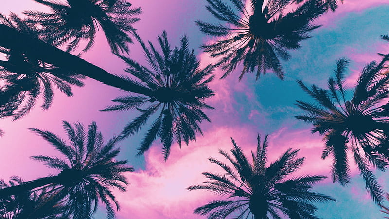 Earth, Palm Tree, Cloud, Sky, HD wallpaper