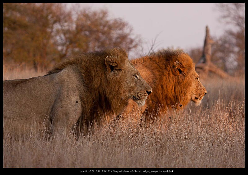 Senior and Junior, males, mane, together, field, lions, HD wallpaper