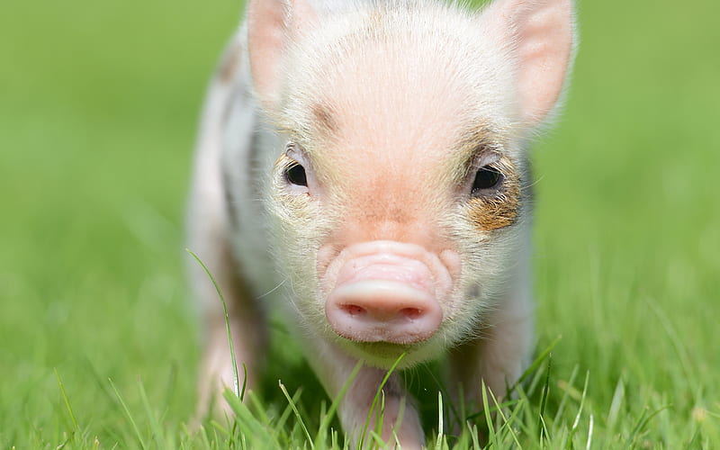 little piglet cute animals, pink pig, farm, green grass, pigs, HD wallpaper