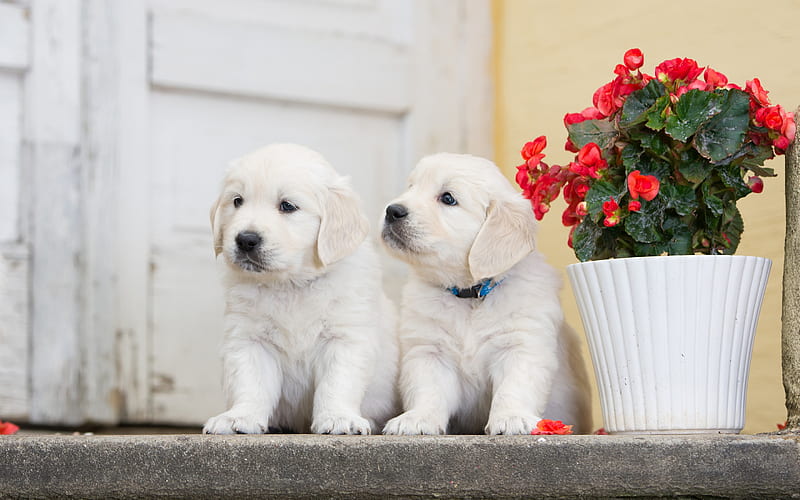 white small puppies, labradors, cute animals, retrievers, small white dogs, pets, dogs, HD wallpaper