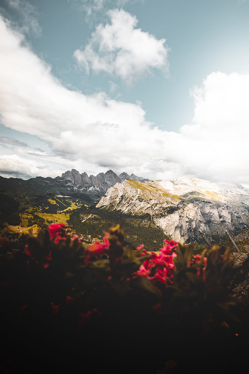 mountains, flowers, clouds, peaks, height, HD phone wallpaper