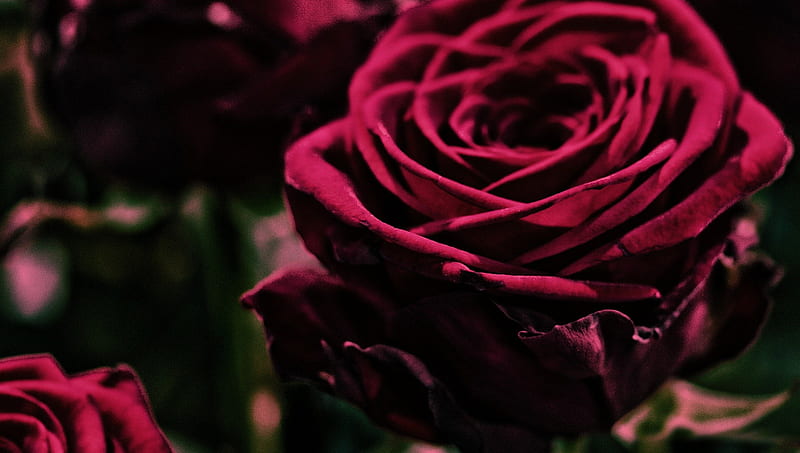 Velvet Rose, beauty, flowers, nature, rose, HD wallpaper