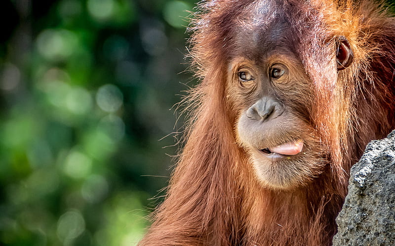 Orangutan, close-up, monkey, funny animals, wildlife, Pongo, HD wallpaper