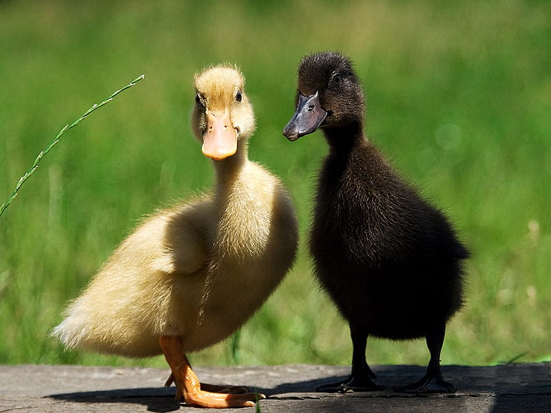 Ying and yang, two, grass, black, yellow, ducklings, HD wallpaper