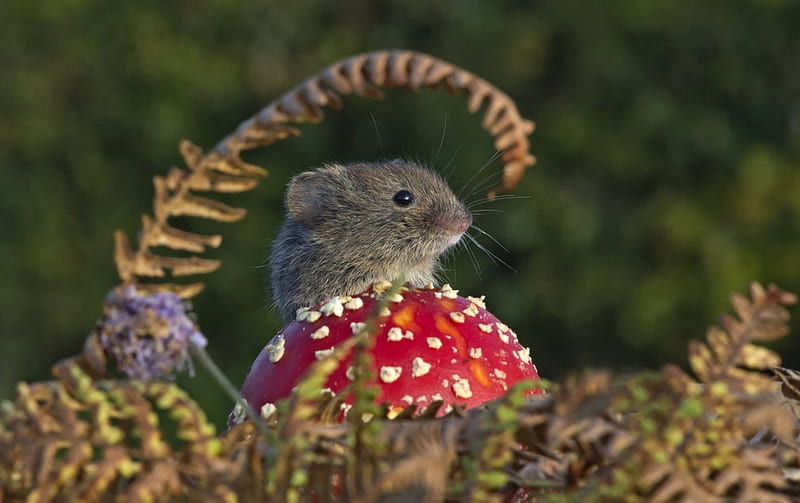 The guardian of the mushroom, red, little, mushroom, animal, cute, green, mouse, pars, rodent, HD wallpaper