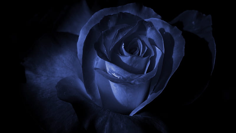 Trandafir Albastru, albastru, rose, blue, trandafir, HD wallpaper