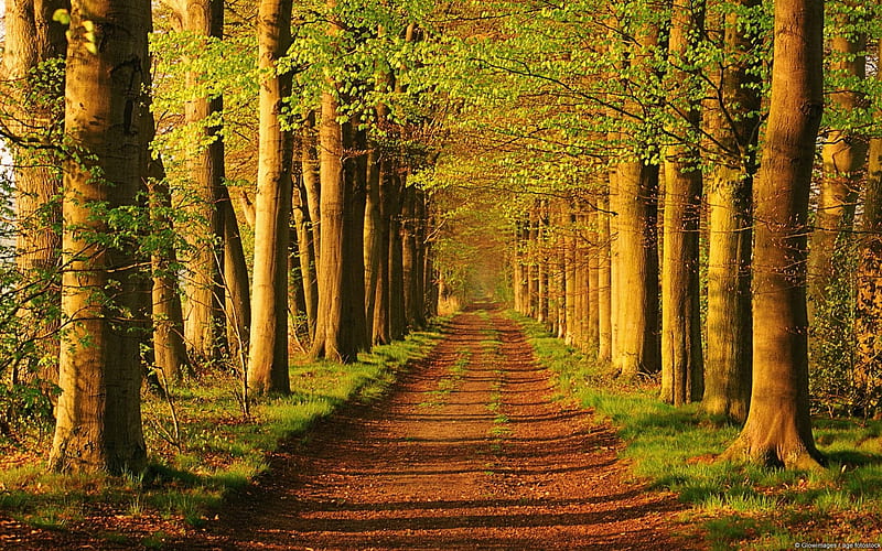 One way road, dirt, trees, light, Road, HD wallpaper