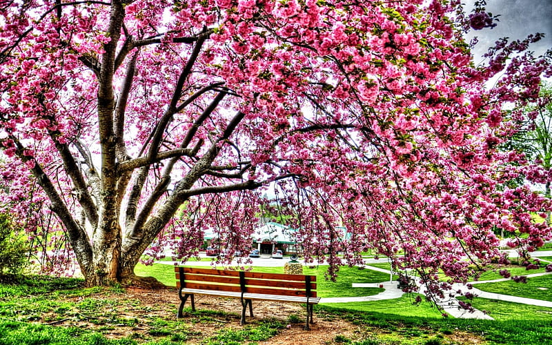 Spring blossoms from the beautiful park, colors of nature, colorful, green nature, beautiful park, cherry blossoms, graphy, splendor, path, flowers, lovely flowers, morning, pink, pink flowers, spring nature, colors, spring, park, trees, time for relax, paradise, gardens, nature, landscape, HD wallpaper