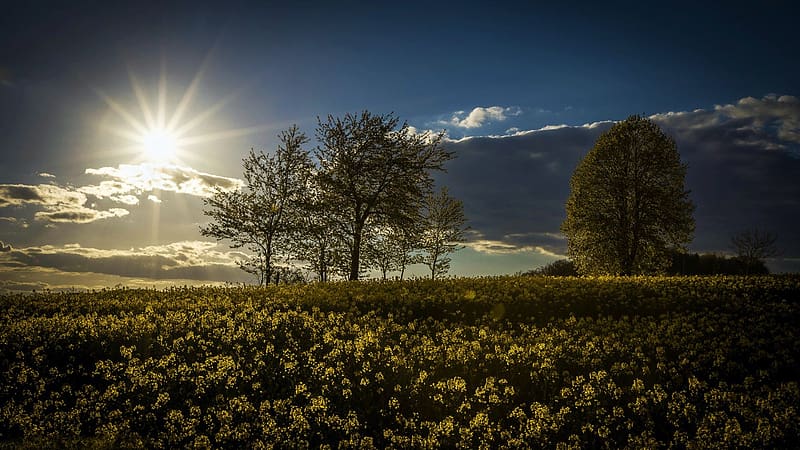 Rapeseed Field, Germany, moon, blossoms, trees, landscape, moonrise, spring, lake, HD wallpaper