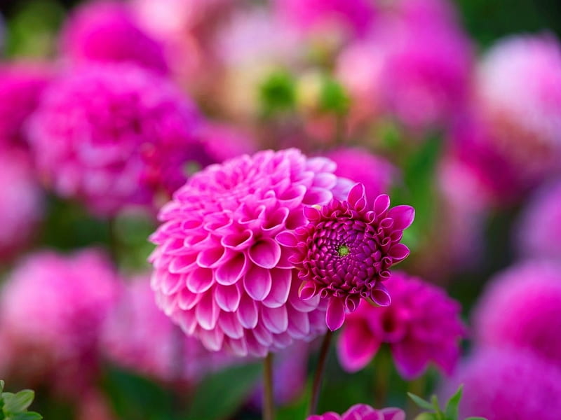 PINK DAHLIAS, PRETTY, FLOWERS, PINK, DAHLIA, HD wallpaper