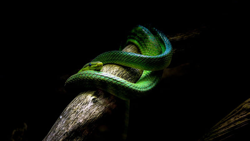 Green Python Snake Viper Tree Trunk Dark Theme Black Background Dark Theme, HD wallpaper