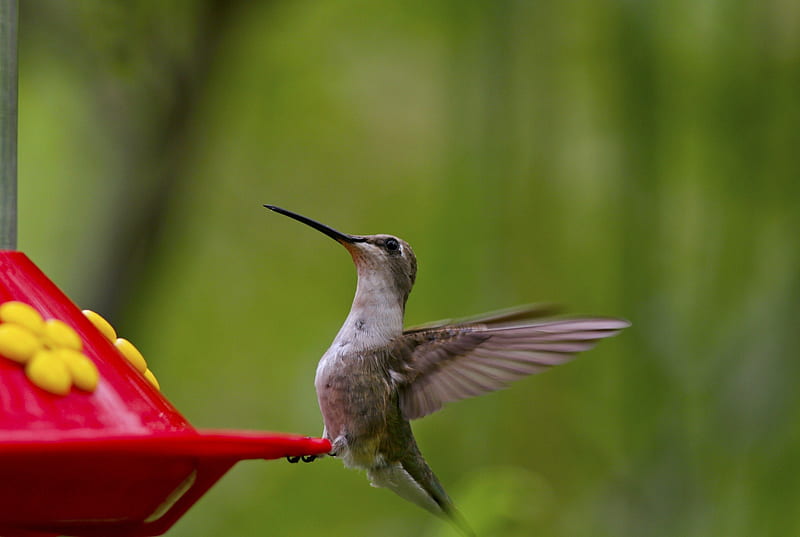 Flapping away, birds, little birds, Hummingbird, feeding hummingbird, HD wallpaper