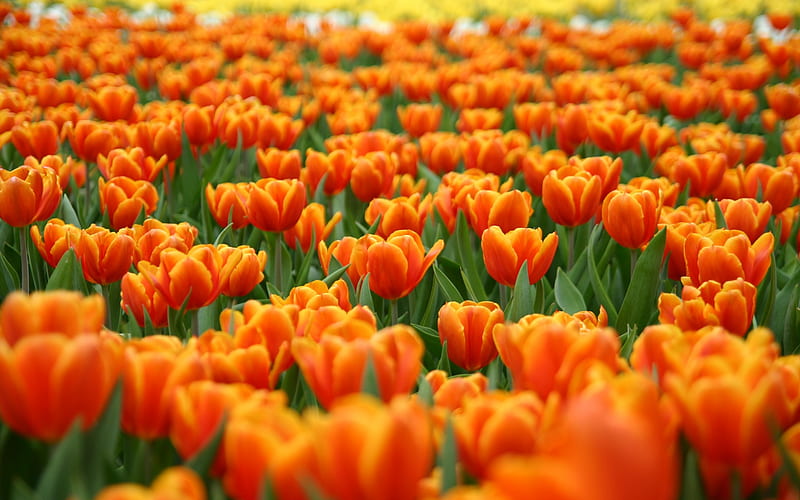 Field of Orange Tulips, orange, flowers, spring, tulips, field, HD wallpaper