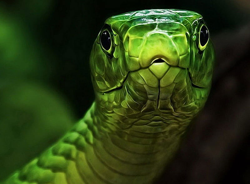 LOOK, SNAKE, 3D, GREEN, HD wallpaper