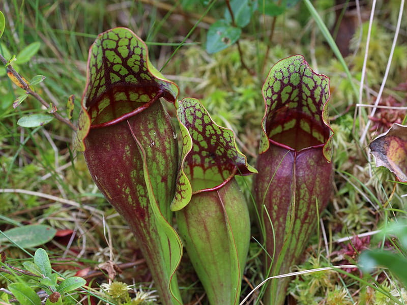 Pitcher Plant Care - Growing Different Types Of Pitcher Plants, Carnivorous Plant, HD wallpaper