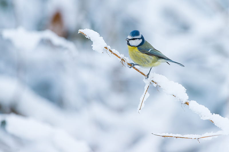 Blue Tit, iarna, winter, bird, pasari, yellow, white, HD wallpaper