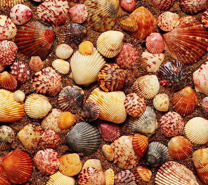 Shells, beach, sand, sea, seashell, HD wallpaper