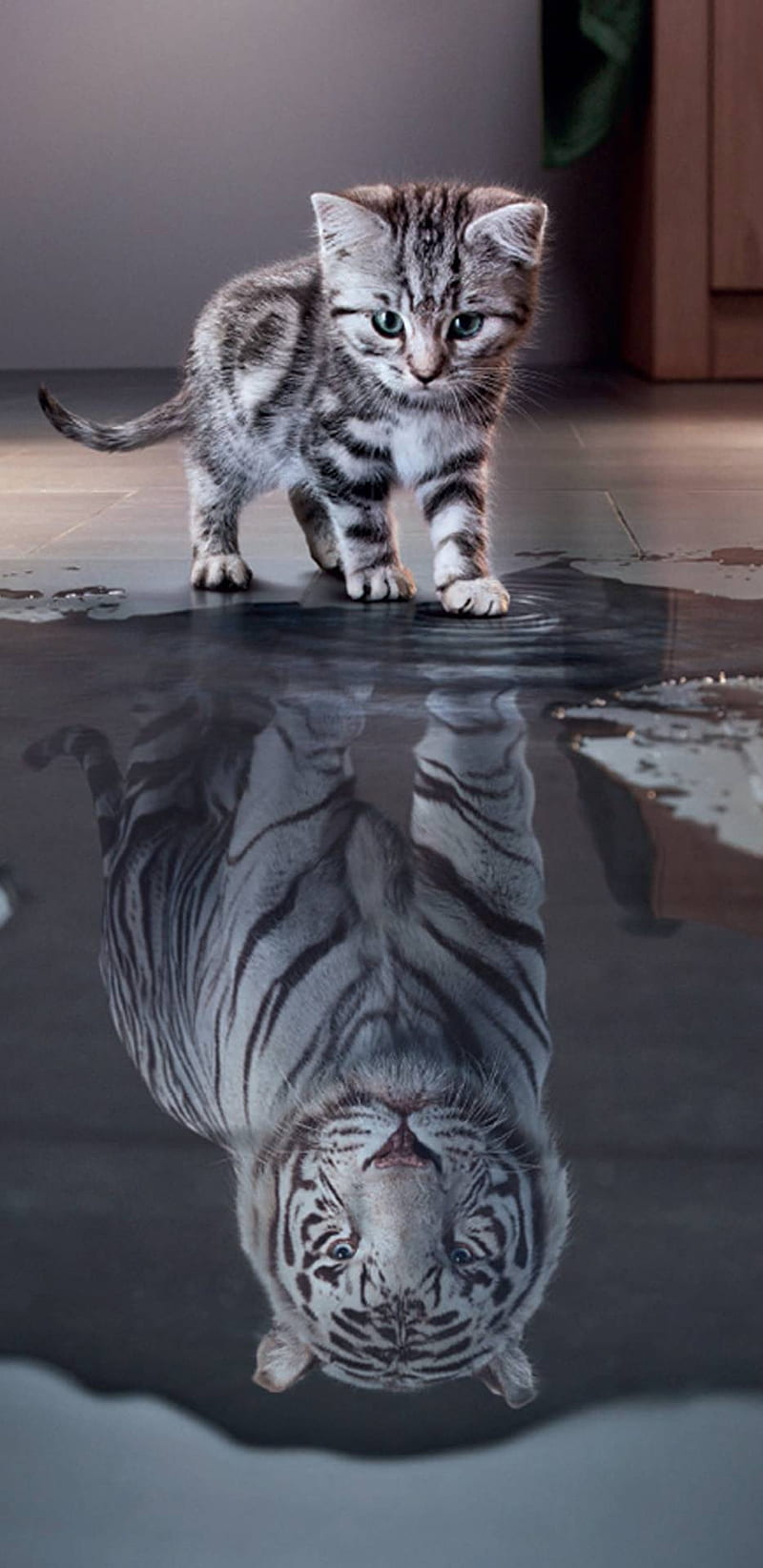 Cat, big, cats, dream, good, kitten, kittens, night, tiger, together, HD phone wallpaper