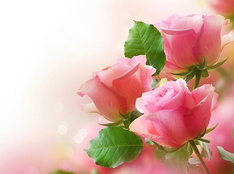 BRIDESMAIDS, bonito, misty, roses, blooms, pink, gifts, HD wallpaper