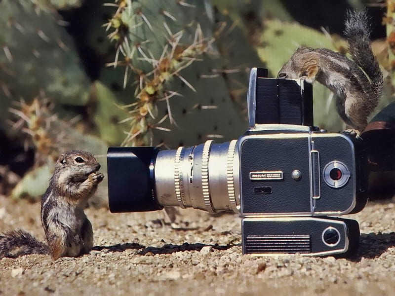 Chipmunk Curiosity 1, chipmunk, cute, graphy, ground squirrels, wildlife, camera, curiosity, HD wallpaper