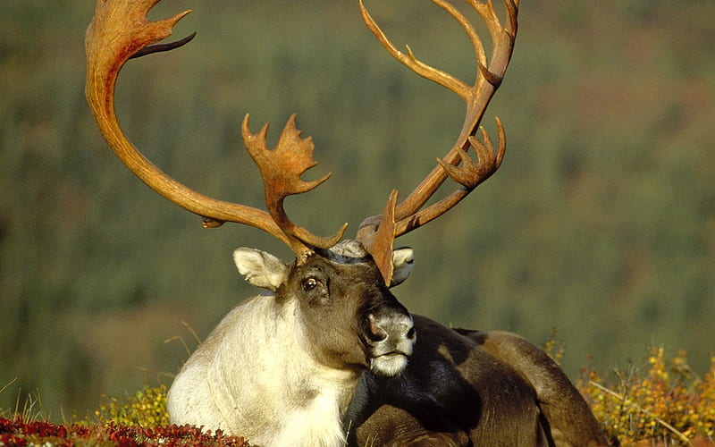 Alaska reindeer, HD wallpaper