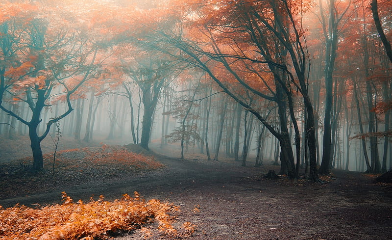 Forest Ultra, Seasons, Autumn, Nature, Trees, Forest, Mist, Fall, HD wallpaper