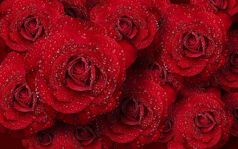 red roses background, buds of dark red roses, roses with drops, beautiful flowers, red roses, HD wallpaper