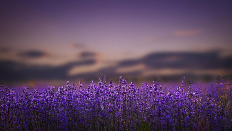 Purple World, amazing, flowers, fields, purple, HD wallpaper