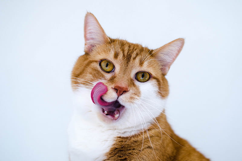 Yumm, cute, orange, funny, white, cat, pink, tongue, animal, HD wallpaper
