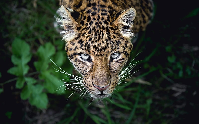 Leopard Hunting 2020 Animal graphy, HD wallpaper