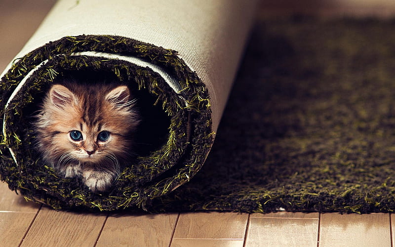 Cat Play Hide Cute-Animal World, HD wallpaper