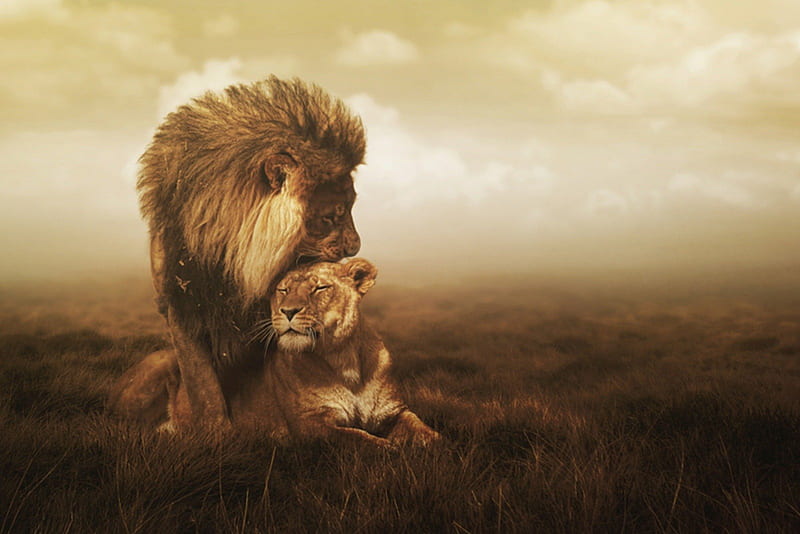 Stay with me, lover, lion, animals, lions, HD wallpaper