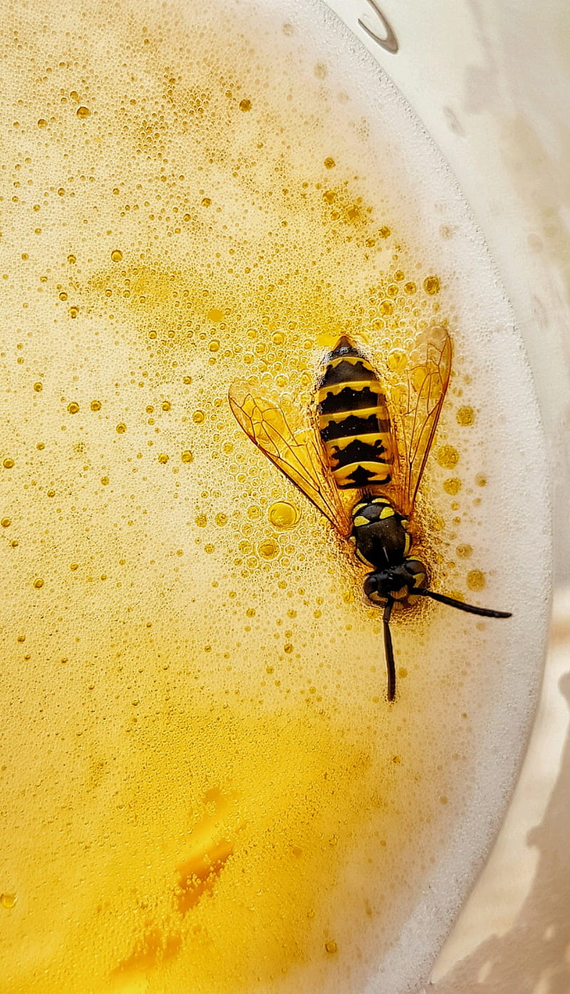 Bee-r , bee, beer, wasp, yellow jacket, HD phone wallpaper