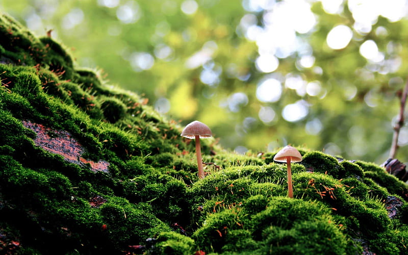 Mushrooms Moss-plants graphy, HD wallpaper