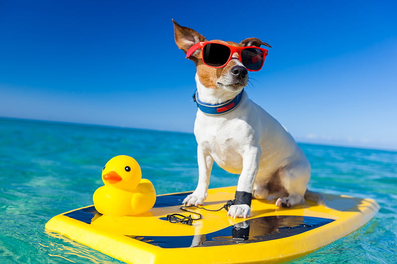 Have fun!, toy, caine, yellow, animal, sea, sunglasses, water, jack russell terrier, summer, funny, dog, blue, HD wallpaper