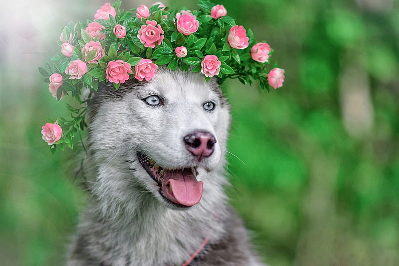 green, caine, flower, pink, animal, maria anapolsky, dog, wreath, tongue, face, HD wallpaper