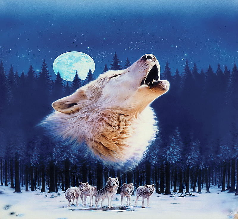 Wolf moon, fir trees, moon, wolf pack, snow, white wolf howling, bluesky, night, HD wallpaper