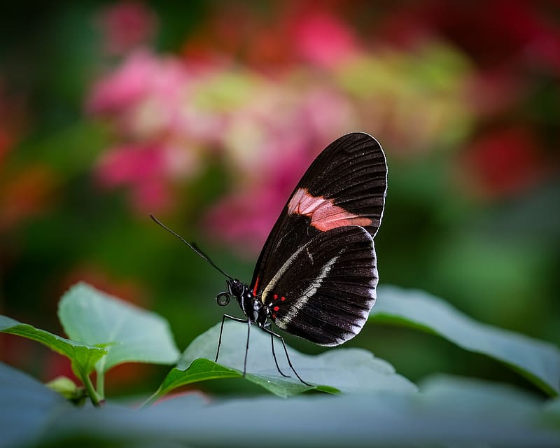 postman butterfly, butterfly, wings, macro, blur, HD wallpaper