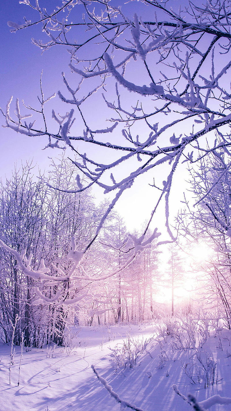 Huawei P8, cold, nature, p8 lite, season, snow, stoche, trees, winter, HD phone wallpaper