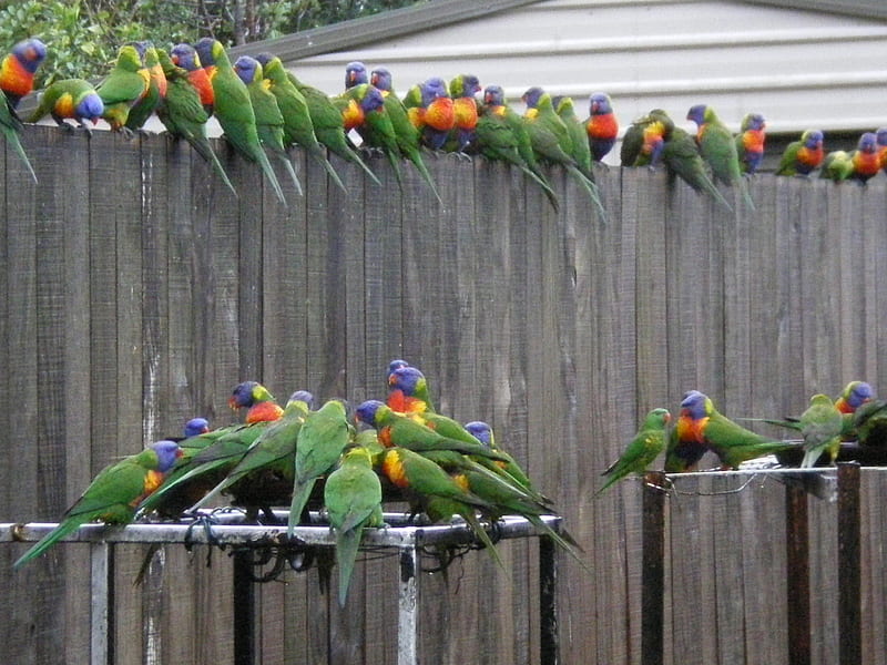 Dinner line up, birds, hundreds, feeding, lorikeets, HD wallpaper