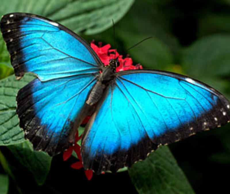 Butterfly, animals, blue, insect, morpho, HD wallpaper