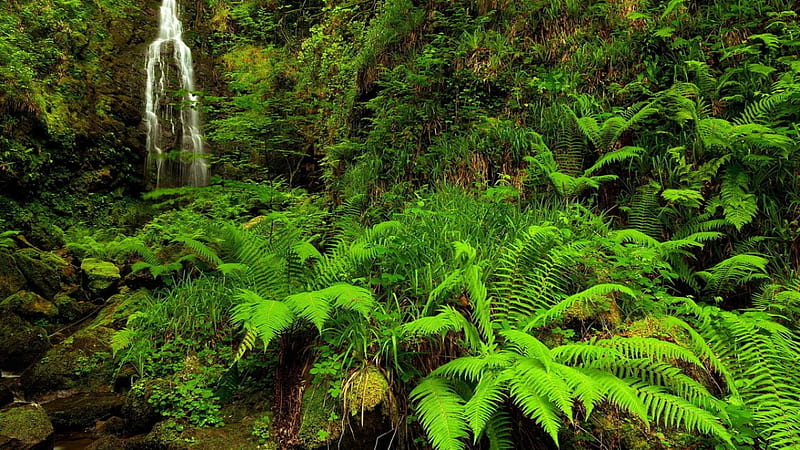 Waterfall, stunning, trees, green, HD wallpaper | Peakpx