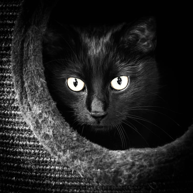 black cat, animal, blackandwhite, eye, eyes, halloween, kitten, lowkey, HD phone wallpaper