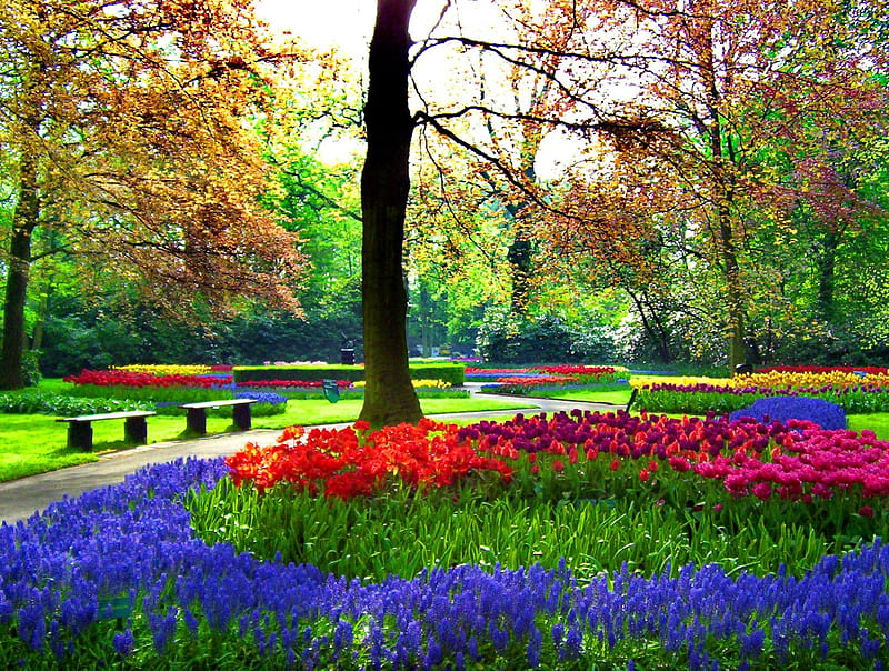 Floral Garden Pretty Colorful Bonito Floral Nice Flowers Tulips