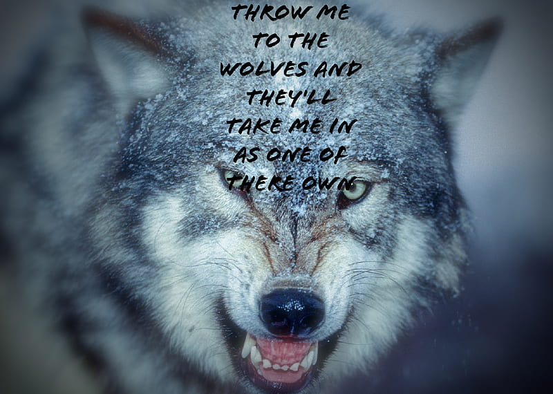 Wolf quote, quotes, wolves, HD wallpaper